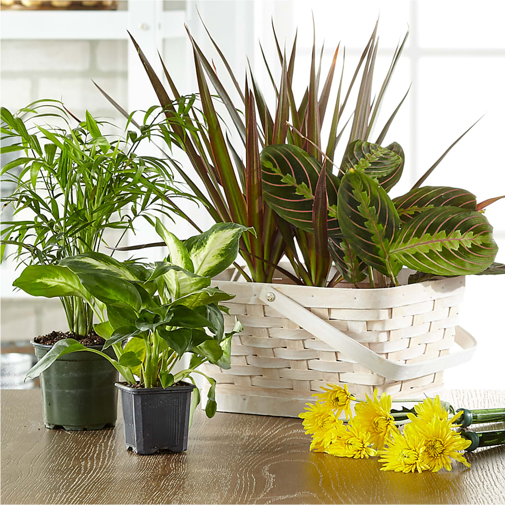 Florist Designed Blooming and Green Plants in a Basket – VEEDERSBURG FLORIST & GIFTS, Veedersburg IN