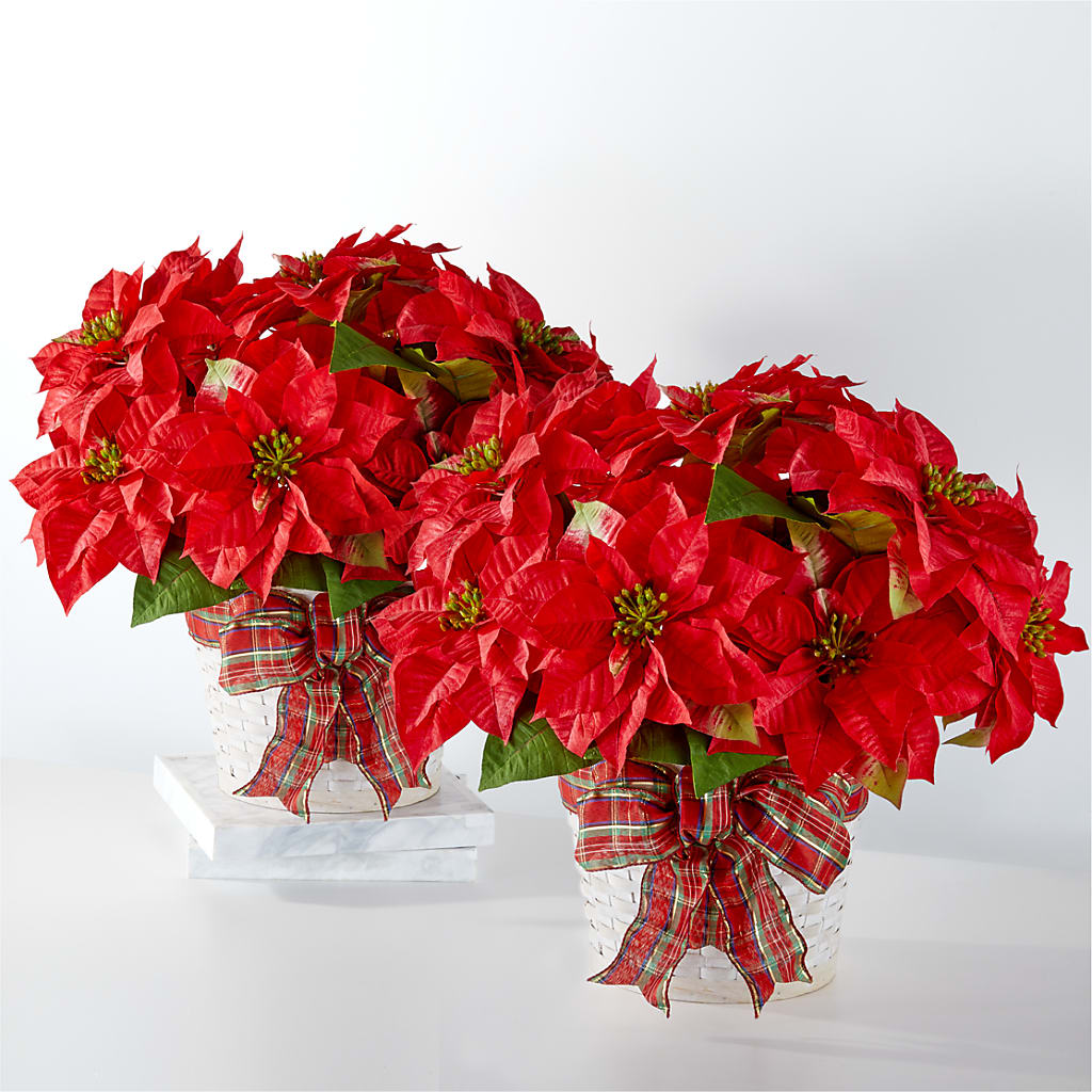 Happiest Holidays Poinsettia Bundle – VEEDERSBURG FLORIST & GIFTS, Veedersburg IN