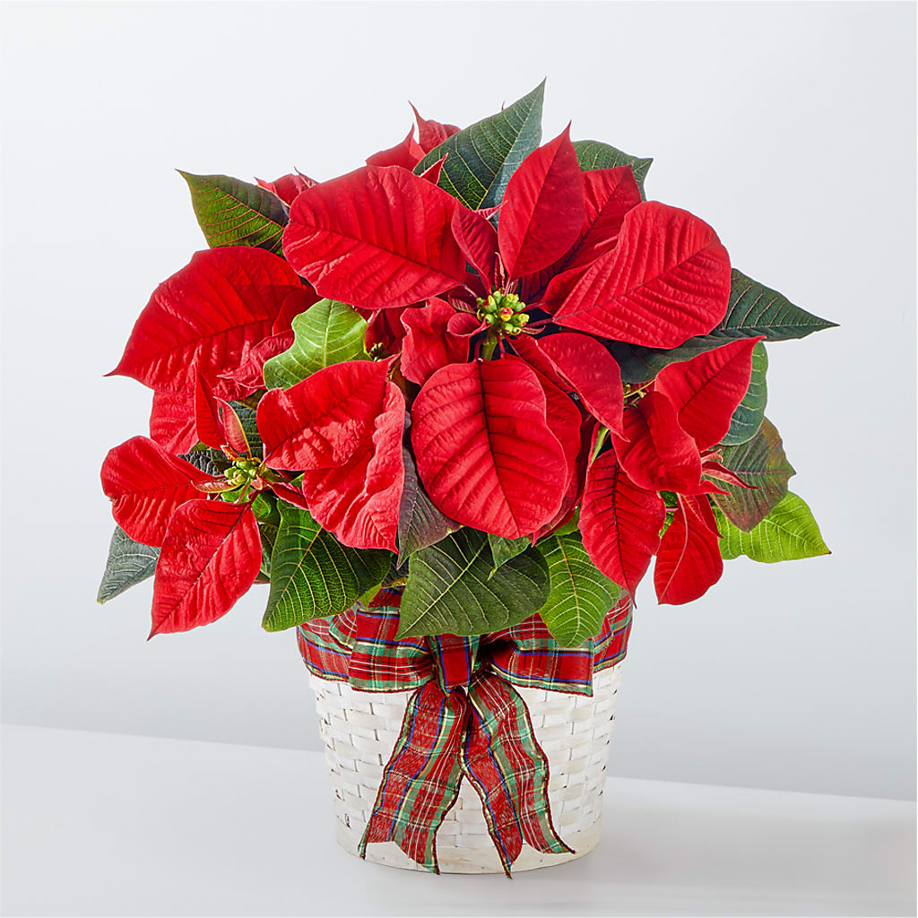Happiest Holidays Poinsettia – VEEDERSBURG FLORIST & GIFTS, Veedersburg IN