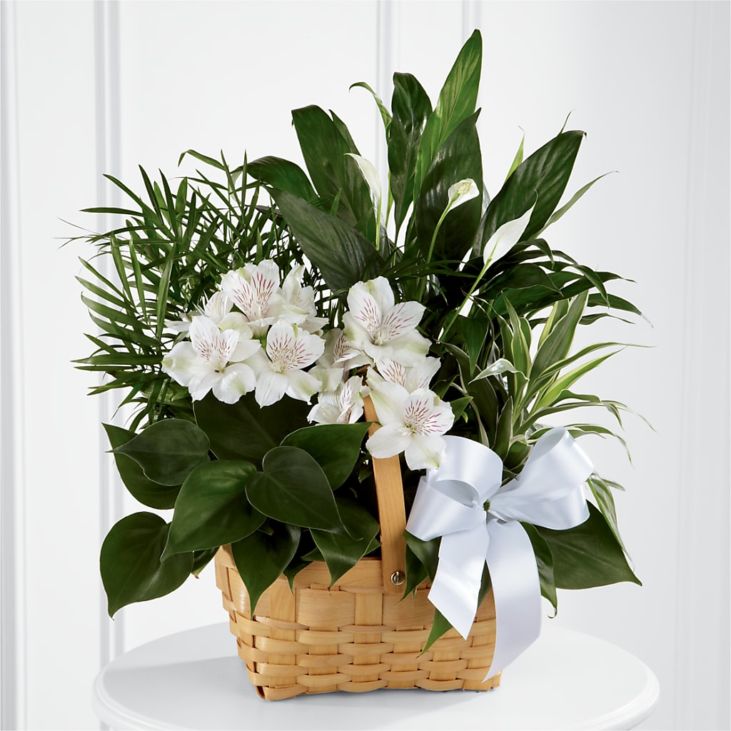 Peace & Serenity Dishgarden – VEEDERSBURG FLORIST & GIFTS, Veedersburg IN