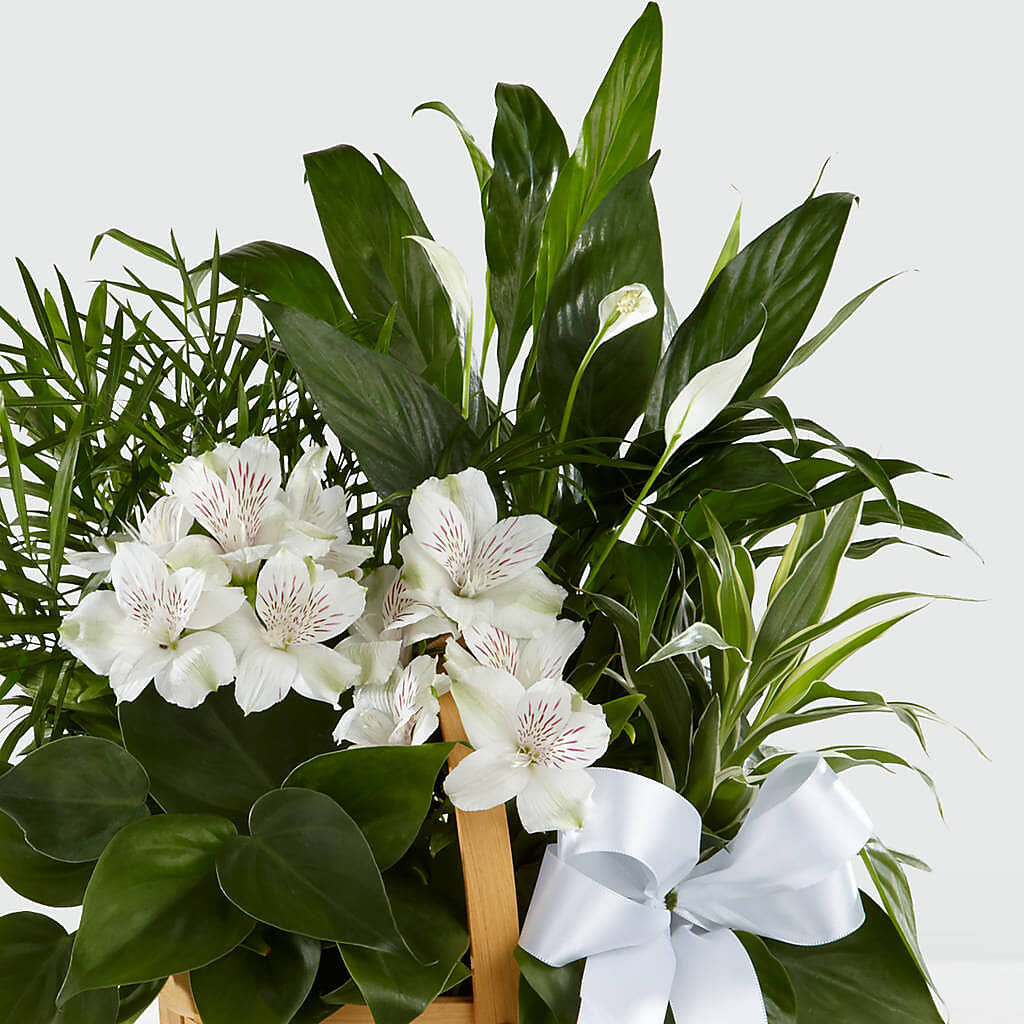 Peace & Serenity Dishgarden – VEEDERSBURG FLORIST & GIFTS, Veedersburg IN