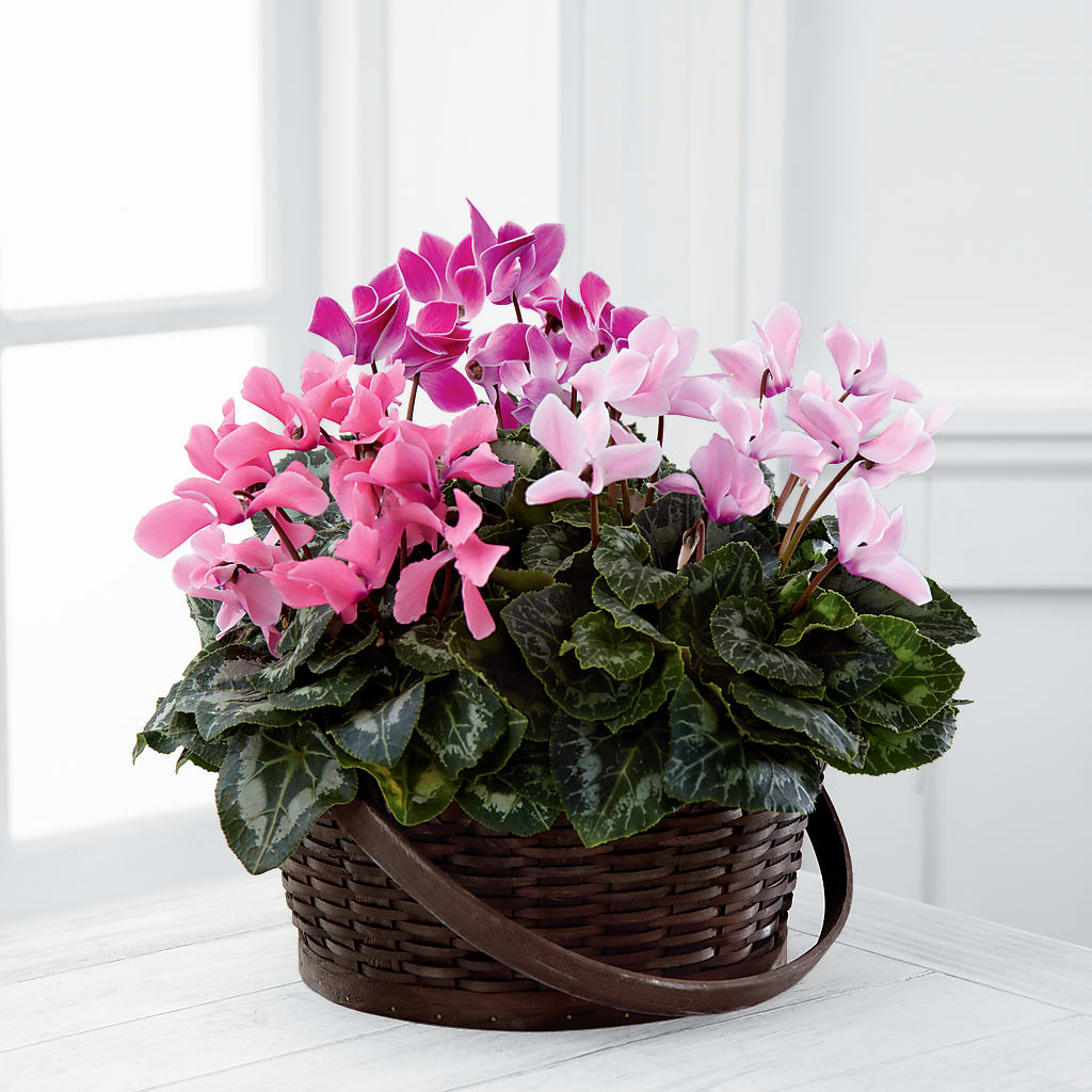 Mixed Cyclamen Planter – VEEDERSBURG FLORIST & GIFTS, Veedersburg IN