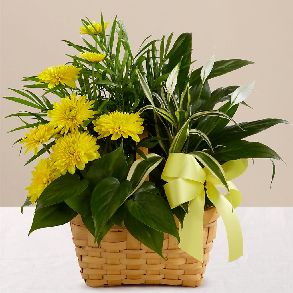 Loving Light Dishgarden – VEEDERSBURG FLORIST & GIFTS, Veedersburg IN