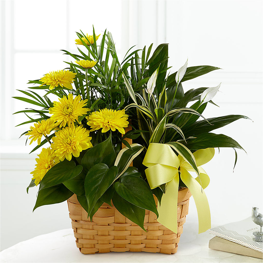 Loving Light Dishgarden – VEEDERSBURG FLORIST & GIFTS, Veedersburg IN
