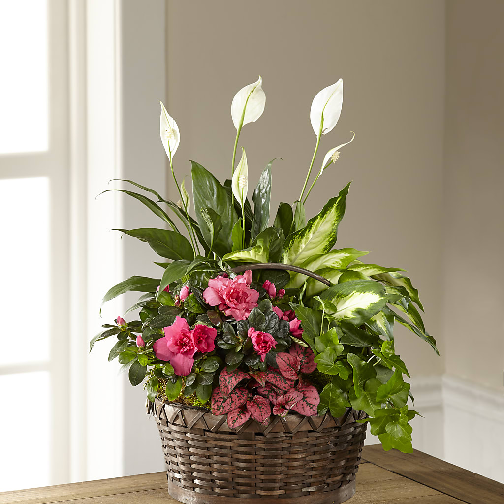 Dream in Pink Dishgarden – VEEDERSBURG FLORIST & GIFTS, Veedersburg IN