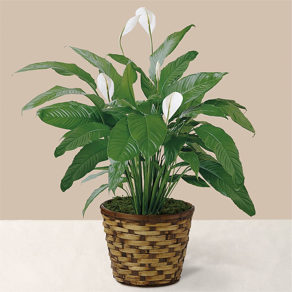 Tranquil Moments Peace Lily Plant – VEEDERSBURG FLORIST & GIFTS, Veedersburg IN
