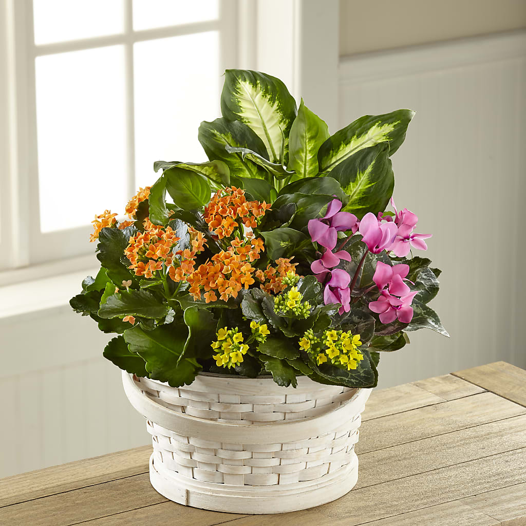 Color Crush Dishgarden – VEEDERSBURG FLORIST & GIFTS, Veedersburg IN