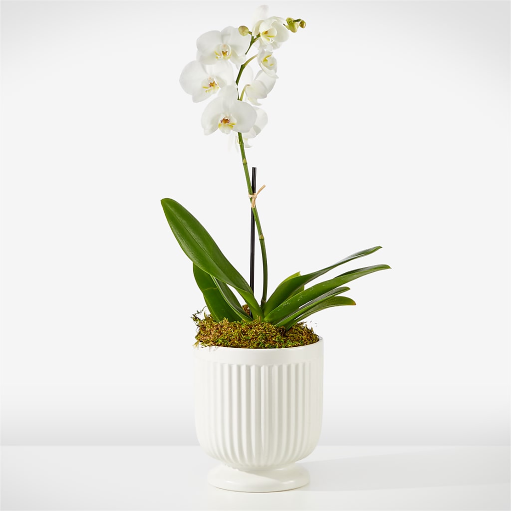 Whispering White Orchid – VEEDERSBURG FLORIST & GIFTS, Veedersburg IN