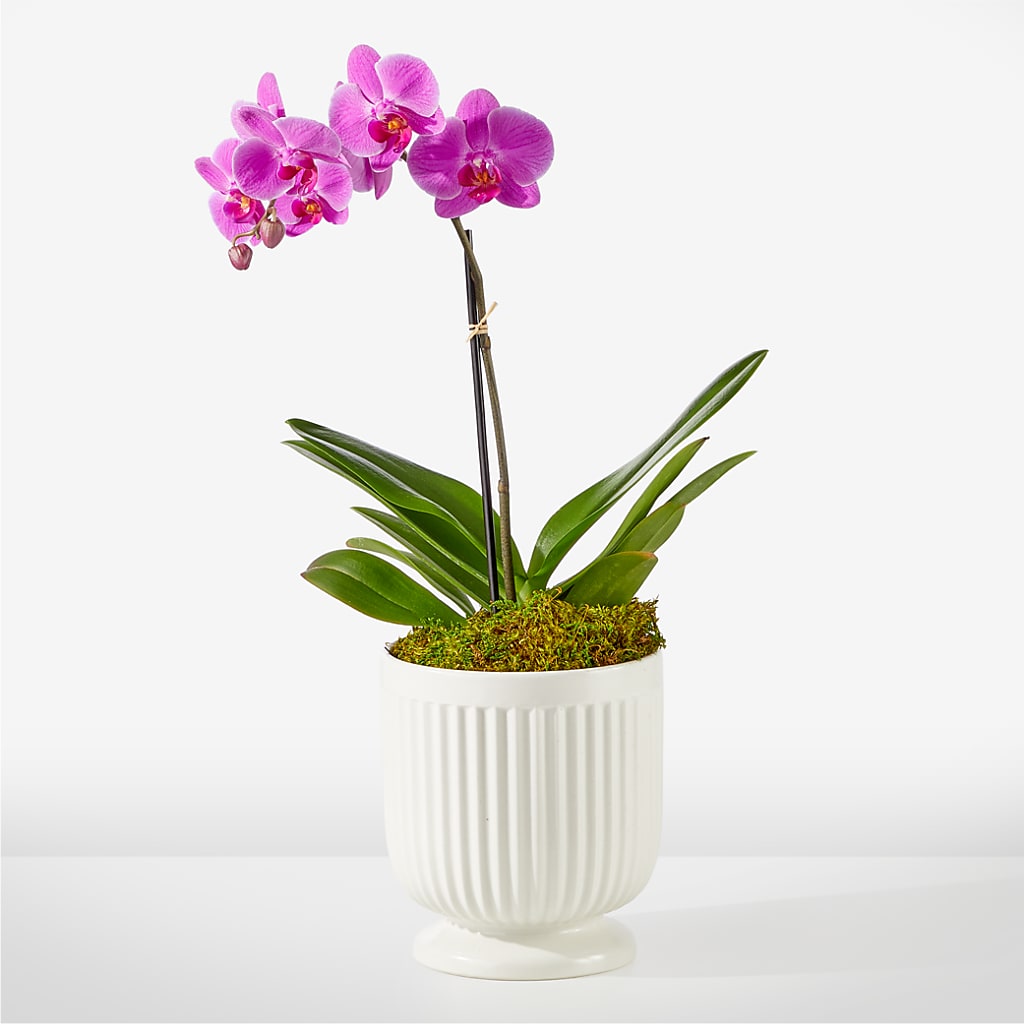 Friendly Fuchsia Orchid – VEEDERSBURG FLORIST & GIFTS, Veedersburg IN