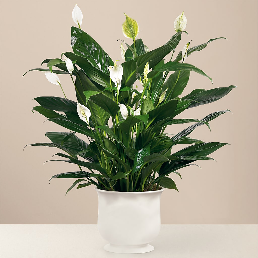 Comfort Planter – VEEDERSBURG FLORIST & GIFTS, Veedersburg IN