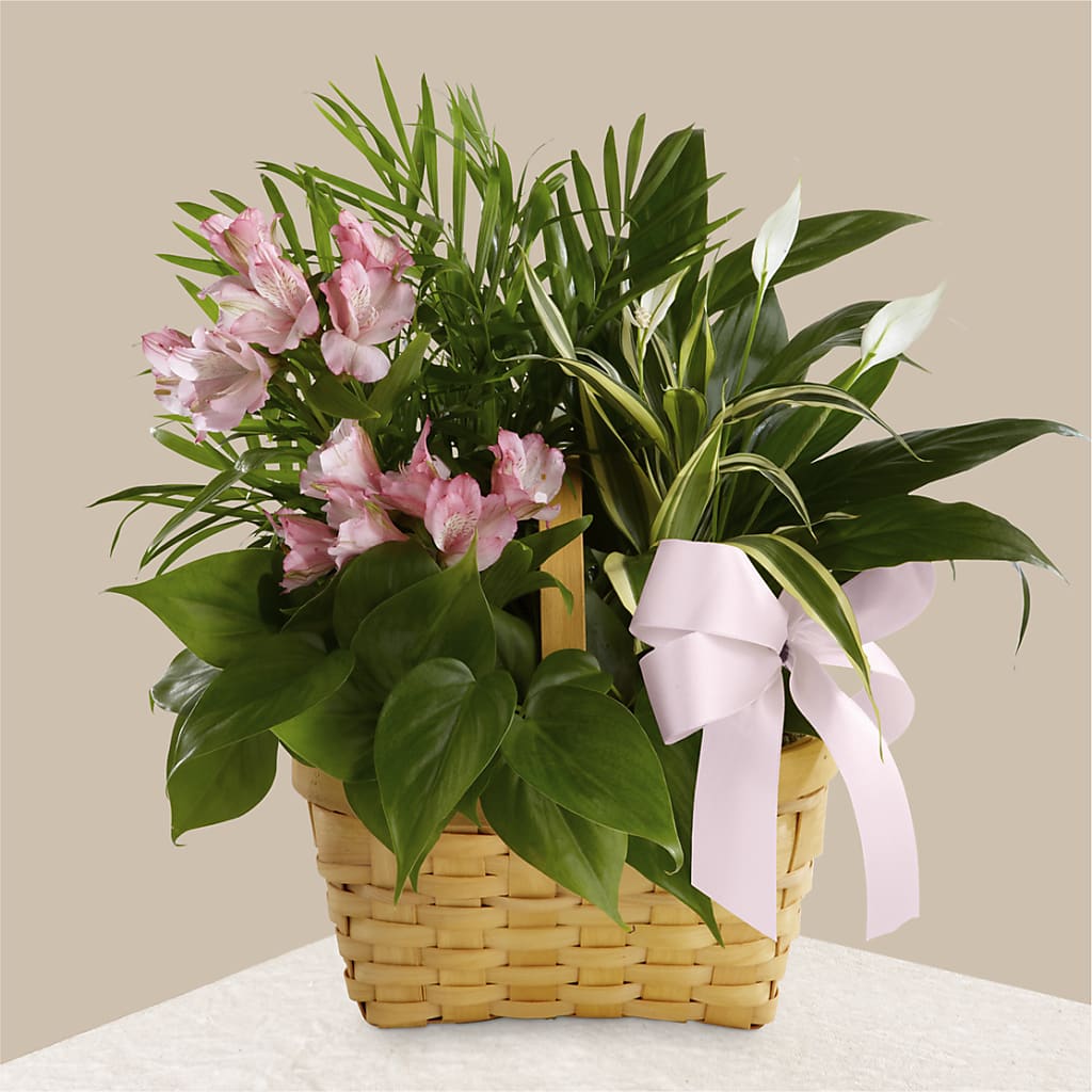 Living Spirit Dishgarden – VEEDERSBURG FLORIST & GIFTS, Veedersburg IN