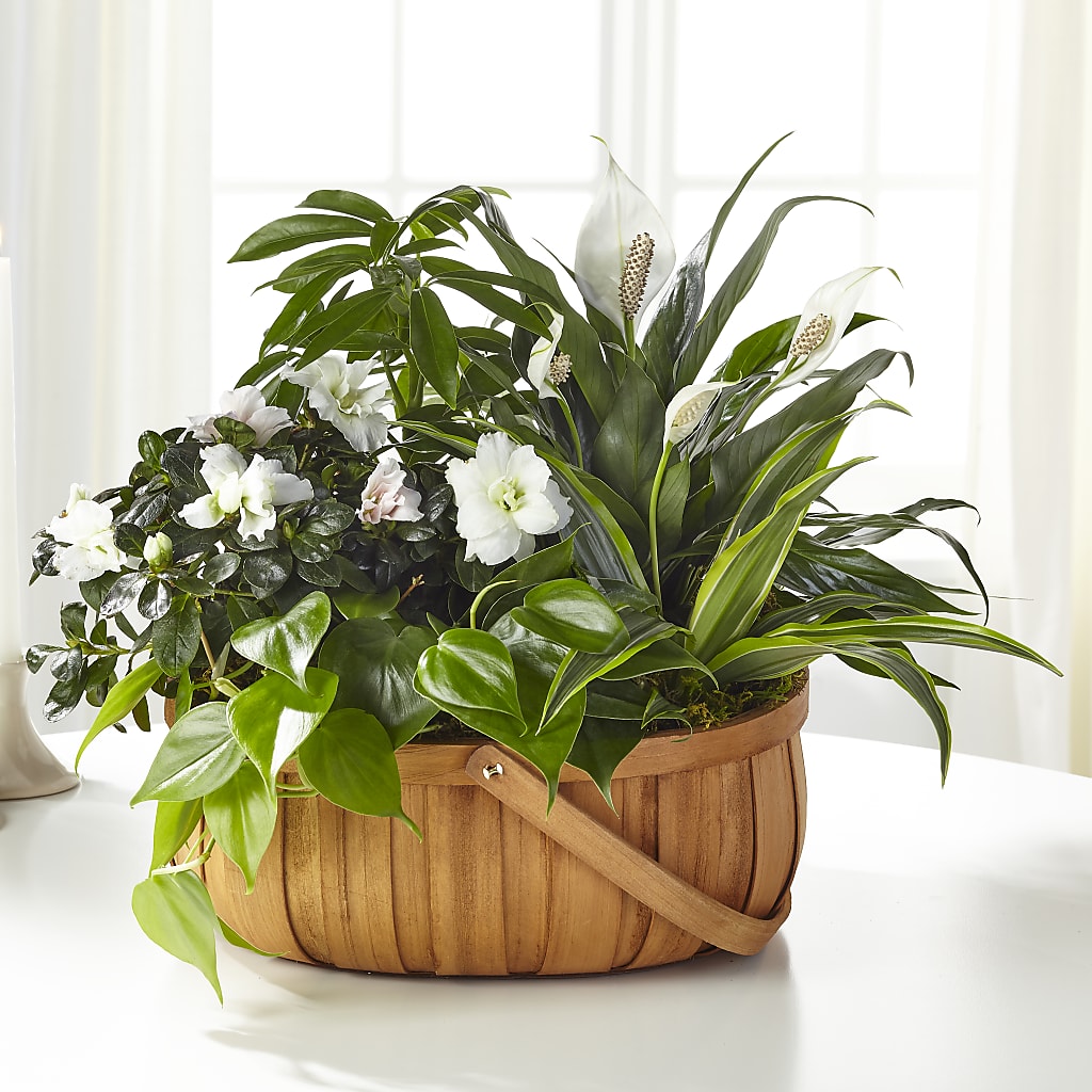 Serene Dishgarden – VEEDERSBURG FLORIST & GIFTS, Veedersburg IN