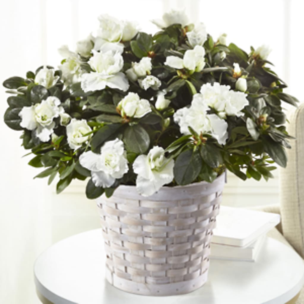 White Azalea Plant – VEEDERSBURG FLORIST & GIFTS, Veedersburg IN