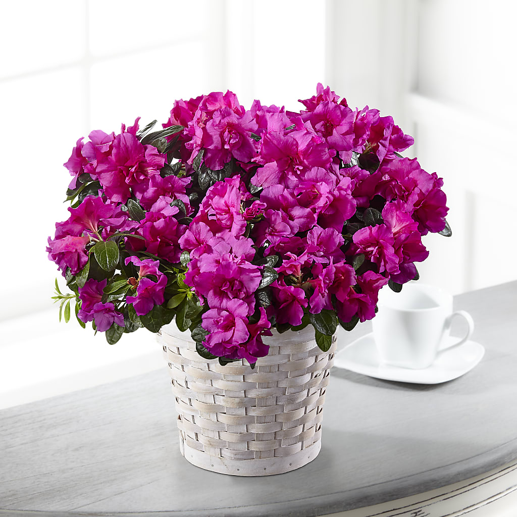 Hope & Serenity Azalea Plant – VEEDERSBURG FLORIST & GIFTS, Veedersburg IN