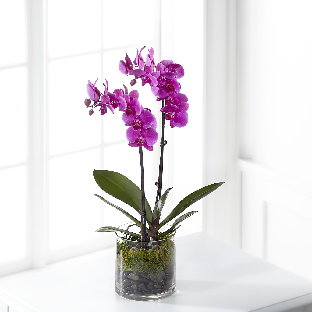 Pink Orchid Plant – VEEDERSBURG FLORIST & GIFTS, Veedersburg IN