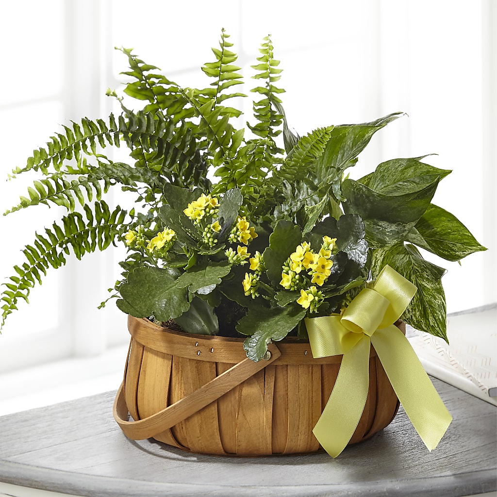 Always Dear Dishgarden – VEEDERSBURG FLORIST & GIFTS, Veedersburg IN