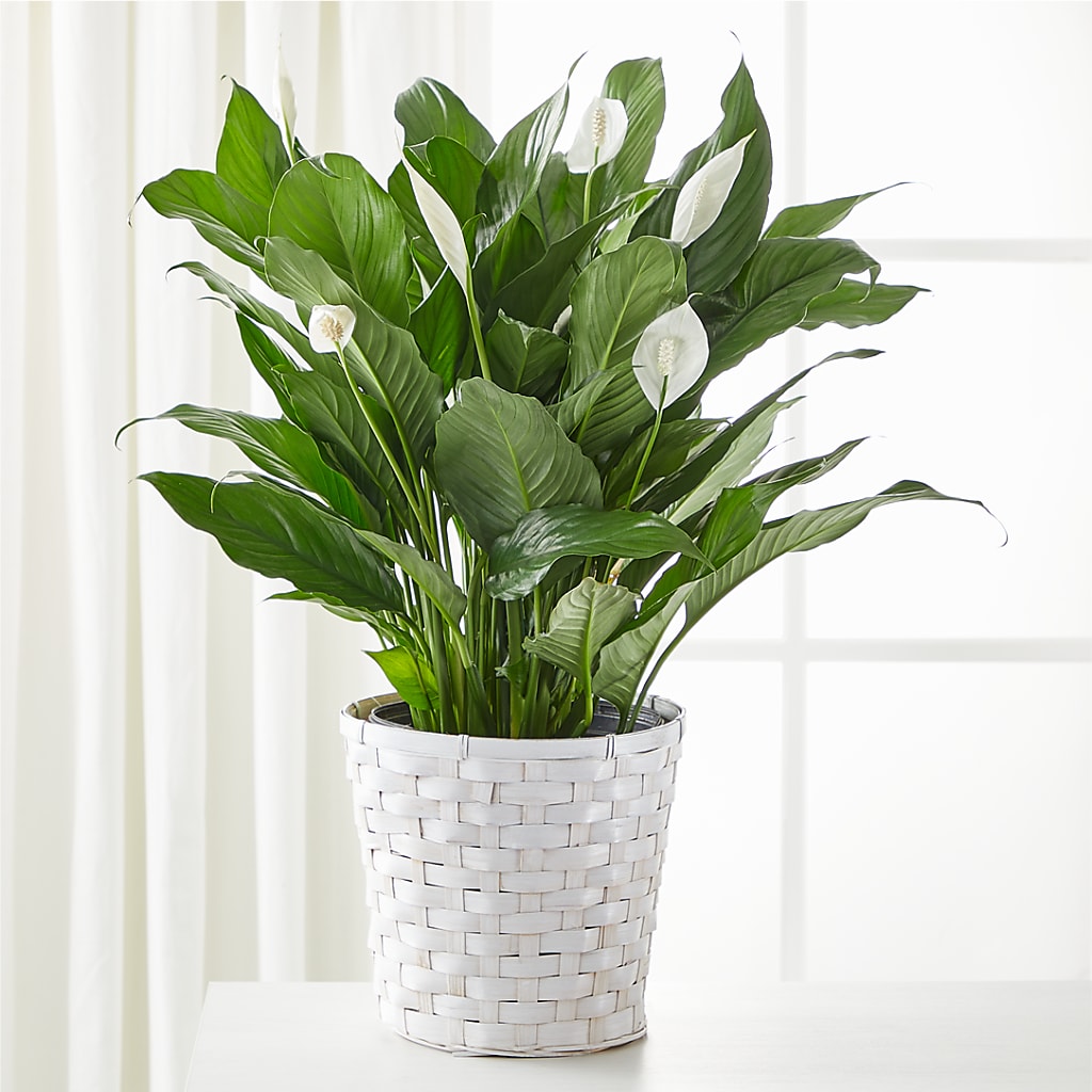 A New Leaf Peace Lily – VEEDERSBURG FLORIST & GIFTS, Veedersburg IN