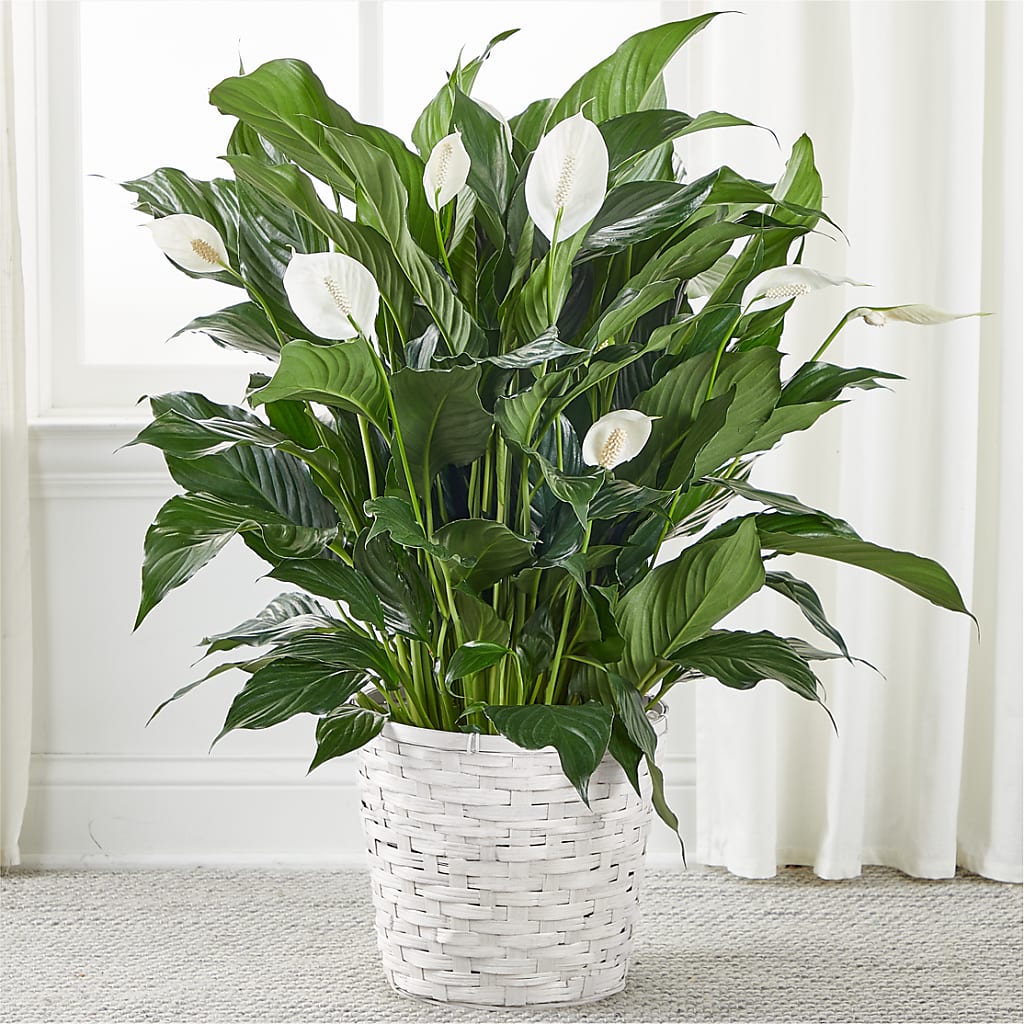 A New Leaf Peace Lily – VEEDERSBURG FLORIST & GIFTS, Veedersburg IN