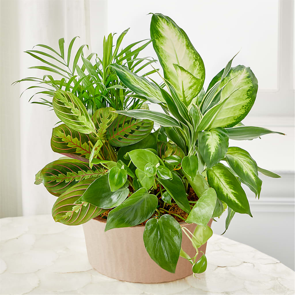 Balance & Harmony Dishgarden – VEEDERSBURG FLORIST & GIFTS, Veedersburg IN