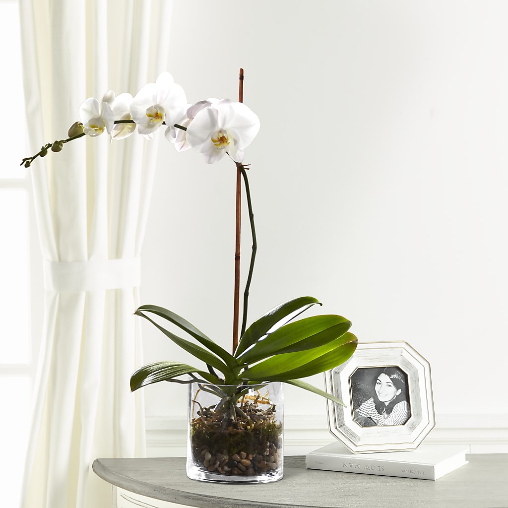 White Orchid Planter – VEEDERSBURG FLORIST & GIFTS, Veedersburg IN