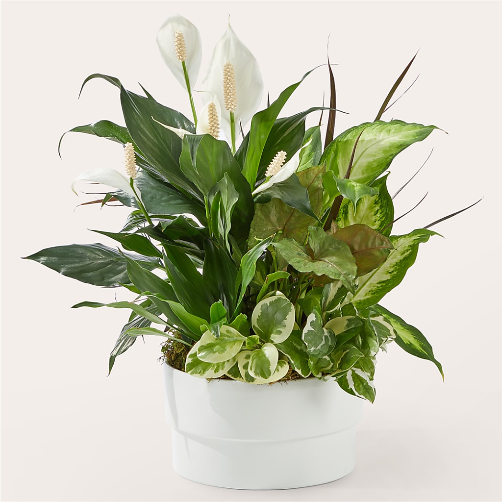 Radiating Positivity Dishgarden – VEEDERSBURG FLORIST & GIFTS, Veedersburg IN
