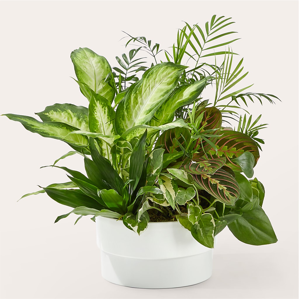 Radiating Positivity Dishgarden – VEEDERSBURG FLORIST & GIFTS, Veedersburg IN