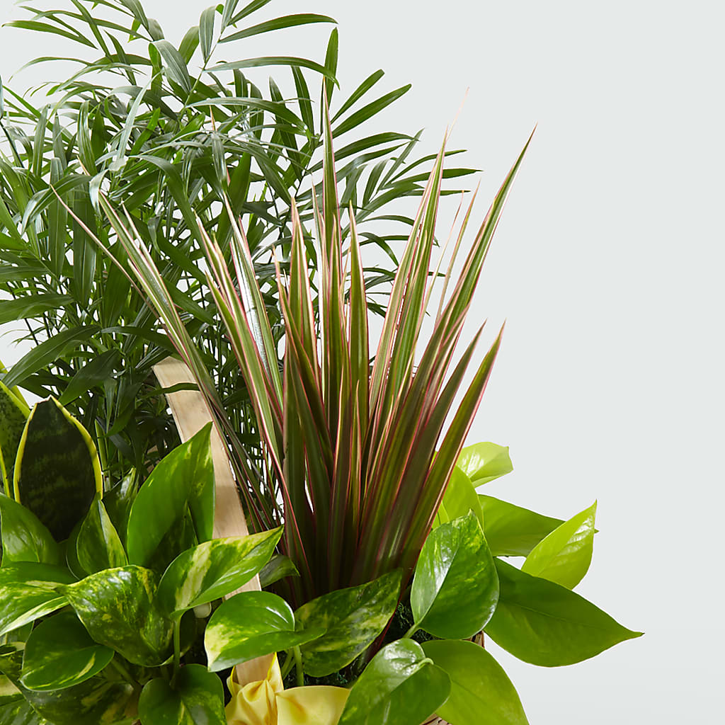 French Garden – VEEDERSBURG FLORIST & GIFTS, Veedersburg IN