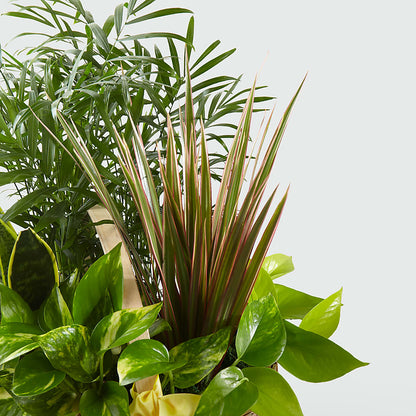 French Garden – VEEDERSBURG FLORIST & GIFTS, Veedersburg IN