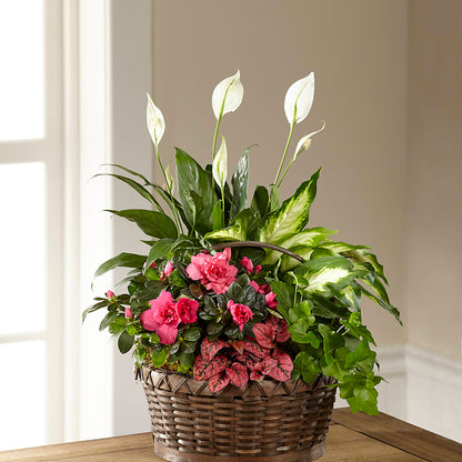 Dream in Pink Dishgarden – VEEDERSBURG FLORIST & GIFTS, Veedersburg IN