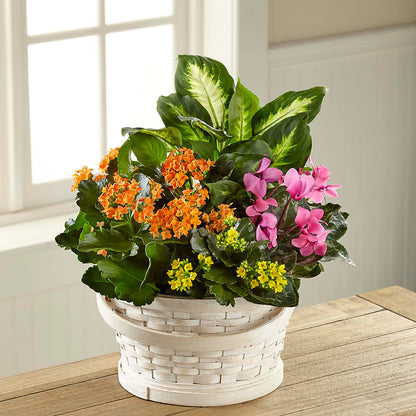 Color Crush Dishgarden – VEEDERSBURG FLORIST & GIFTS, Veedersburg IN