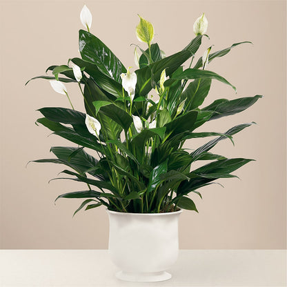 Comfort Planter – VEEDERSBURG FLORIST & GIFTS, Veedersburg IN