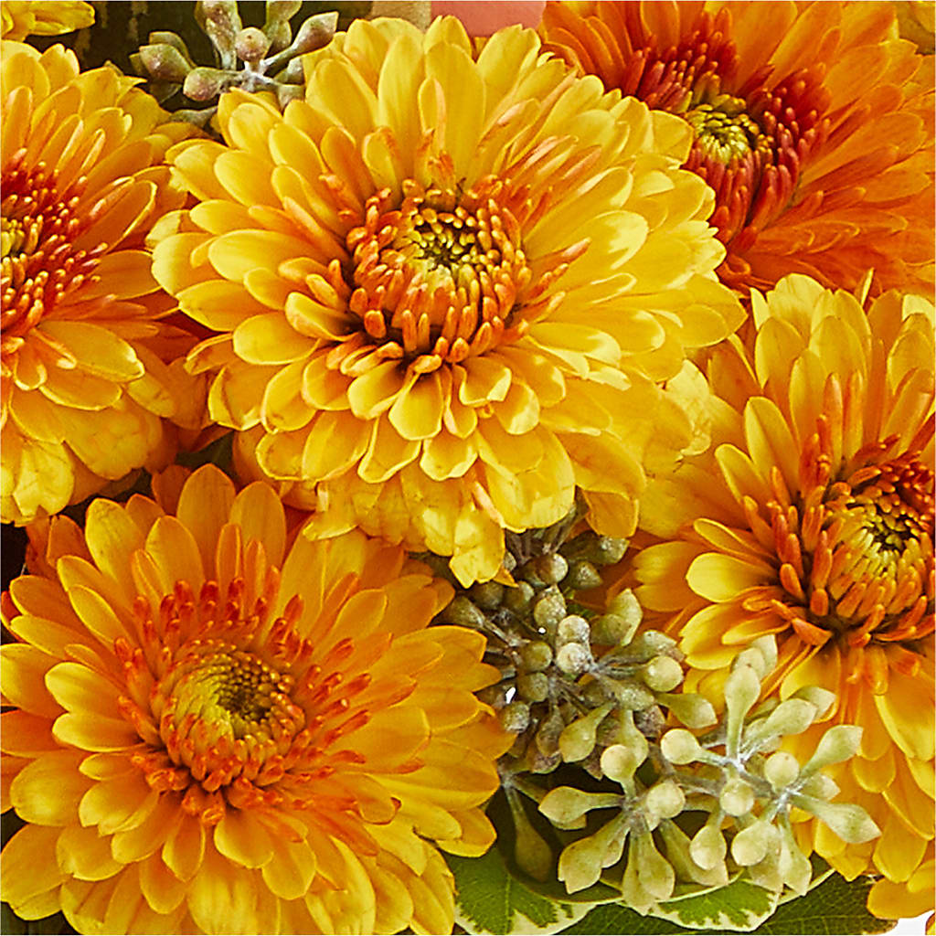 Peachy Pumpkin – VEEDERSBURG FLORIST & GIFTS, Veedersburg IN