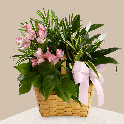 Living Spirit Dishgarden – VEEDERSBURG FLORIST & GIFTS, Veedersburg IN