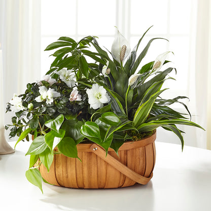 Serene Dishgarden – VEEDERSBURG FLORIST & GIFTS, Veedersburg IN