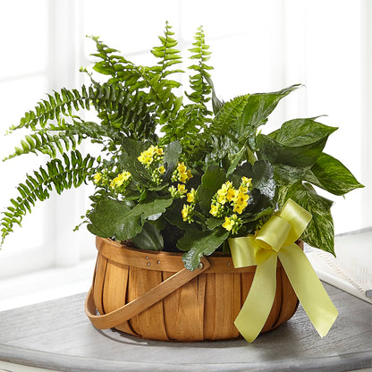 Always Dear Dishgarden – VEEDERSBURG FLORIST & GIFTS, Veedersburg IN