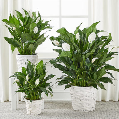 A New Leaf Peace Lily – VEEDERSBURG FLORIST & GIFTS, Veedersburg IN