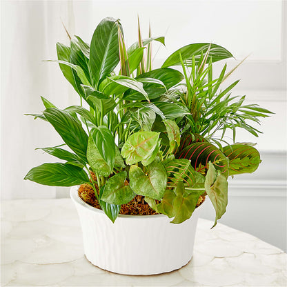 Balance & Harmony Dishgarden – VEEDERSBURG FLORIST & GIFTS, Veedersburg IN