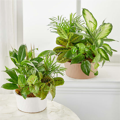 Balance & Harmony Dishgarden – VEEDERSBURG FLORIST & GIFTS, Veedersburg IN
