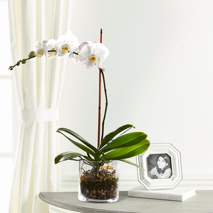 White Orchid Planter – VEEDERSBURG FLORIST & GIFTS, Veedersburg IN